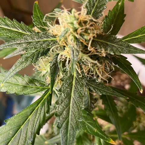 Blueberry (Autoflower) growlog timeline photo