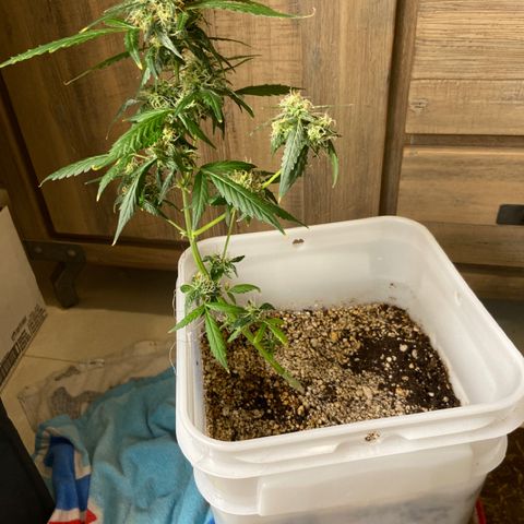 Blueberry (Autoflower) growlog timeline photo