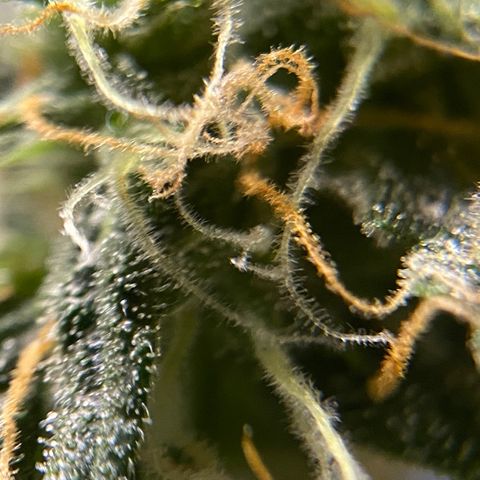 Blueberry (Autoflower) growlog timeline photo