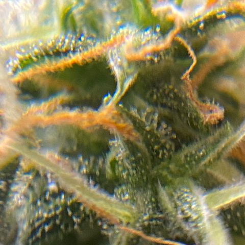 Blueberry (Autoflower) growlog timeline photo