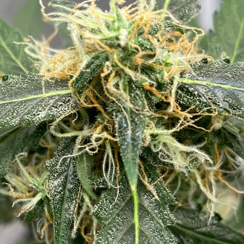 Blueberry (Autoflower) growlog timeline photo