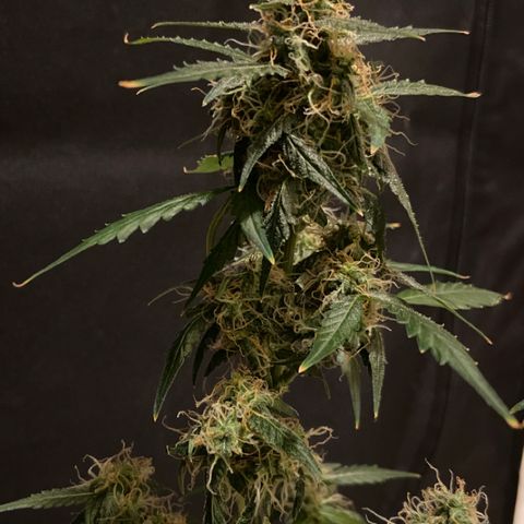 Blueberry (Autoflower) growlog timeline photo