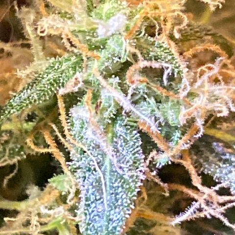 Blueberry (Autoflower) growlog timeline photo