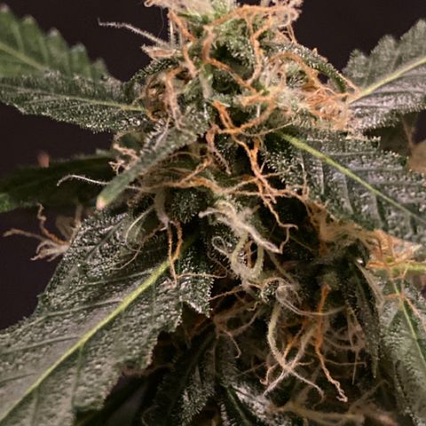 Blueberry (Autoflower) growlog timeline photo