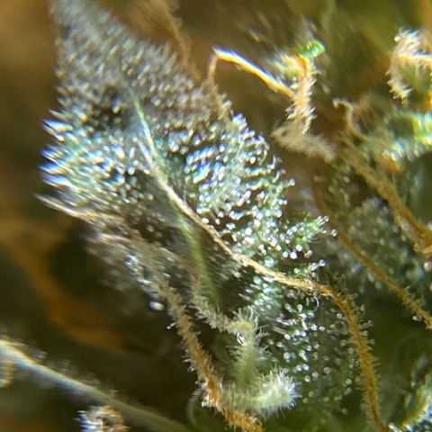 Blueberry (Autoflower) growlog timeline photo