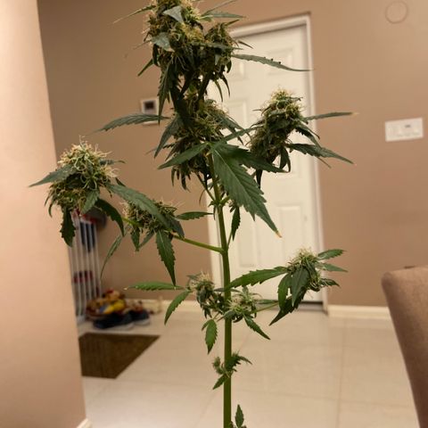 Blueberry (Autoflower) growlog timeline photo