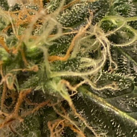 Blueberry (Autoflower) growlog timeline photo
