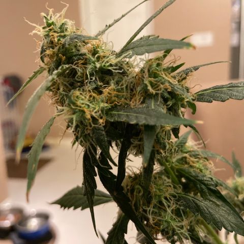 Blueberry (Autoflower) growlog timeline photo