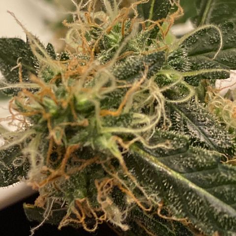 Blueberry (Autoflower) growlog timeline photo