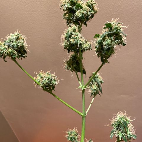 Blueberry (Autoflower) growlog timeline photo