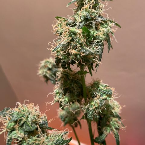 Blueberry (Autoflower) growlog timeline photo