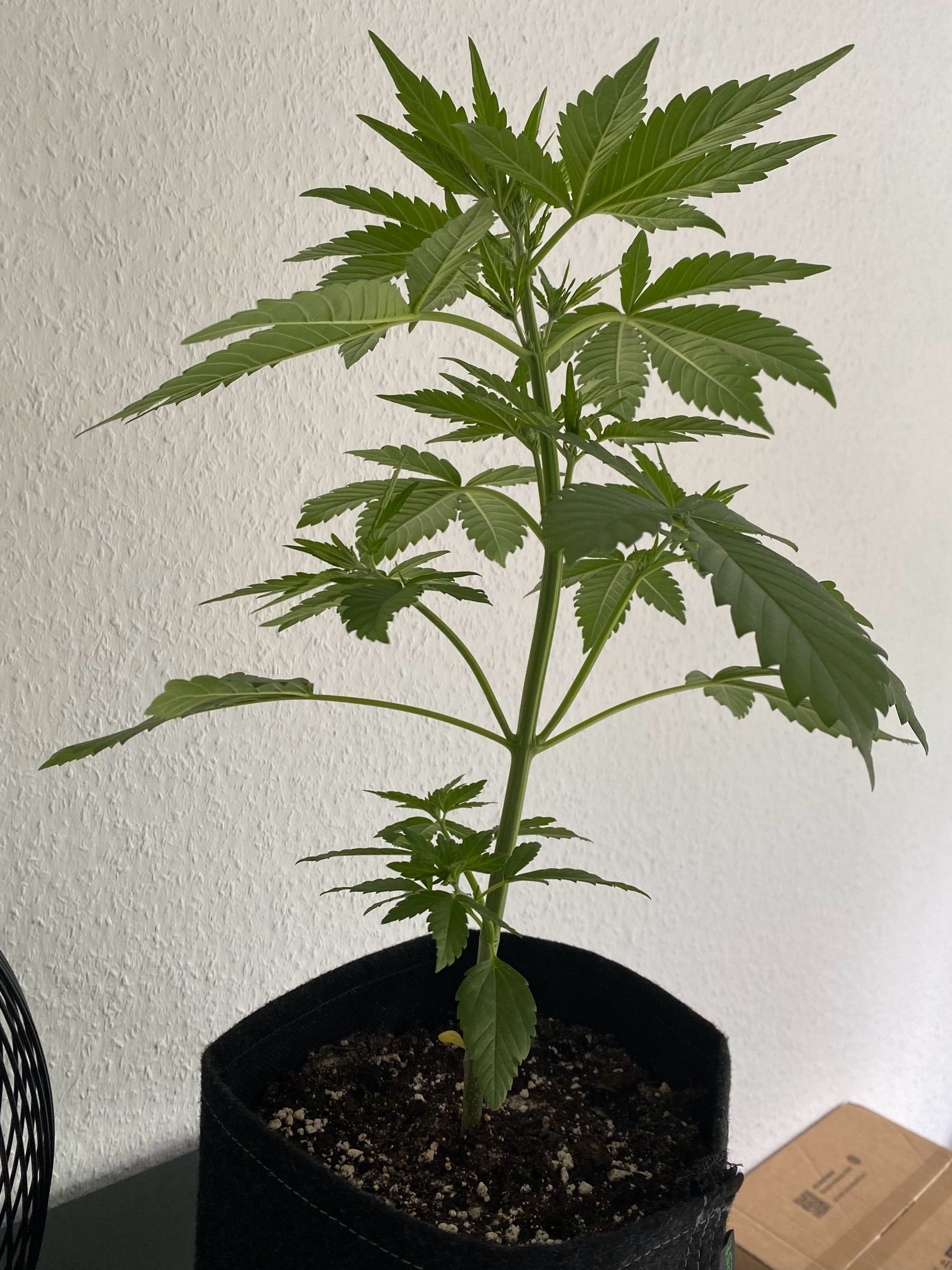 Royal Dwarf Auto growlog header