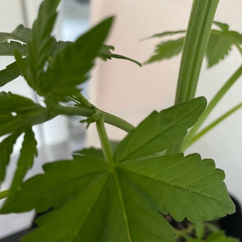Royal Dwarf Auto growlog timeline photo