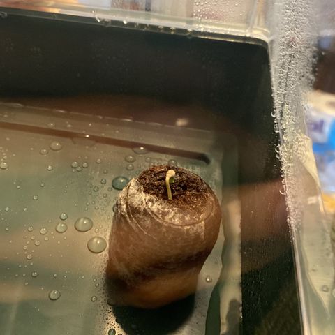 Royal Dwarf Auto growlog photo