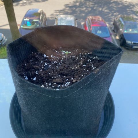 Royal Dwarf Auto growlog photo