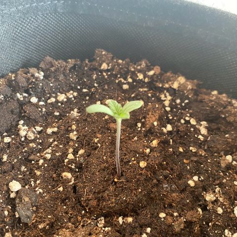 Royal Dwarf Auto growlog photo
