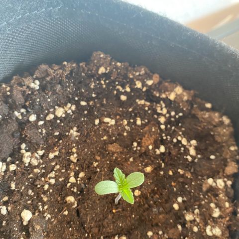 Royal Dwarf Auto growlog photo