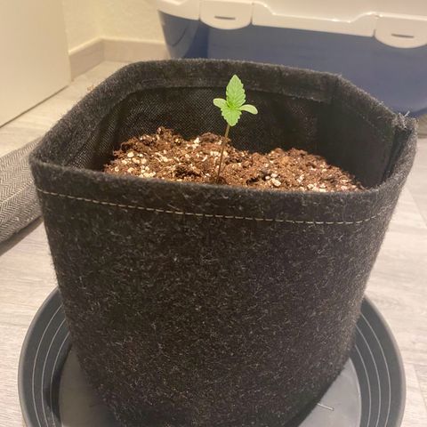 Royal Dwarf Auto growlog timeline photo