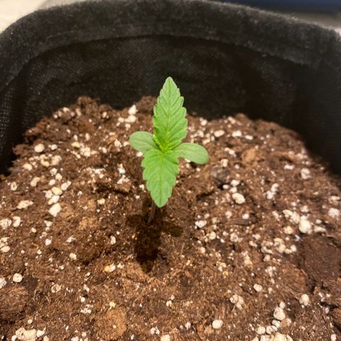Royal Dwarf Auto growlog photo