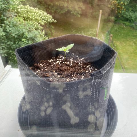 Royal Dwarf Auto growlog timeline photo
