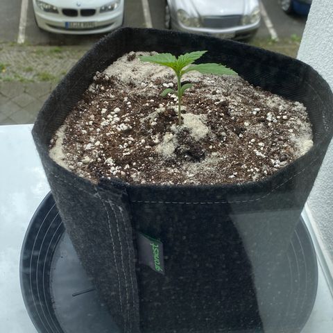 Royal Dwarf Auto growlog timeline photo