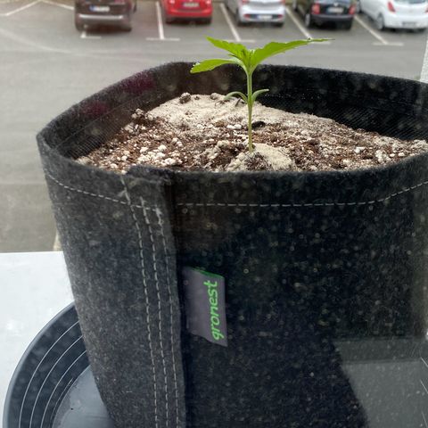 Royal Dwarf Auto growlog timeline photo