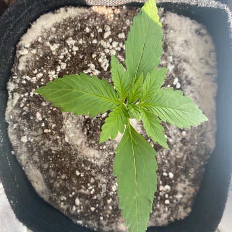 Royal Dwarf Auto growlog timeline photo