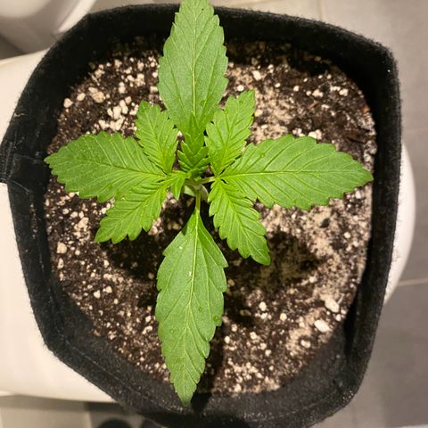 Royal Dwarf Auto growlog timeline photo