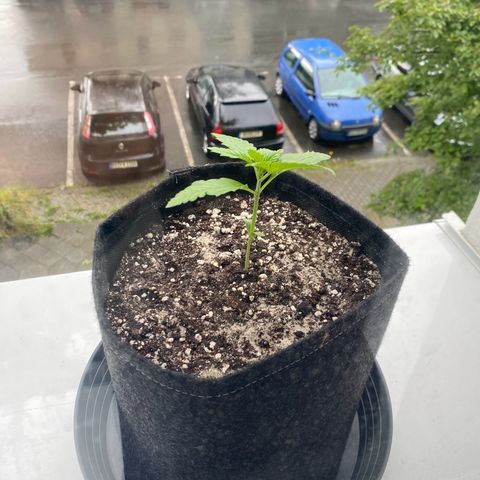 Royal Dwarf Auto growlog timeline photo
