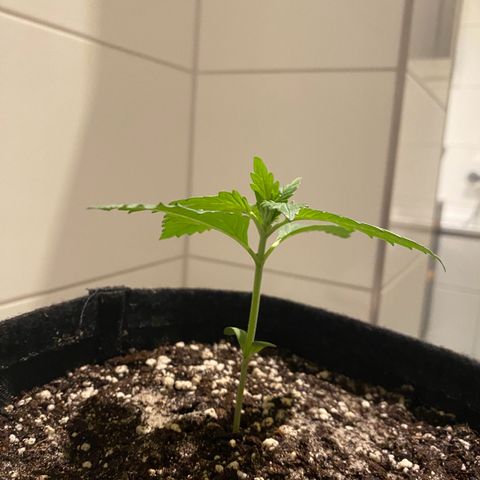 Royal Dwarf Auto growlog timeline photo