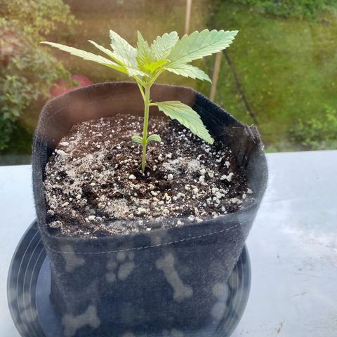 Royal Dwarf Auto growlog timeline photo