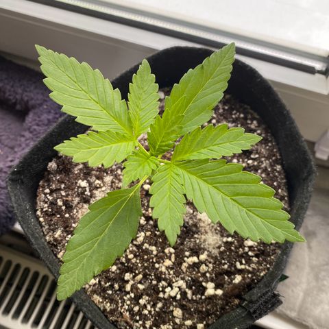 Royal Dwarf Auto growlog timeline photo