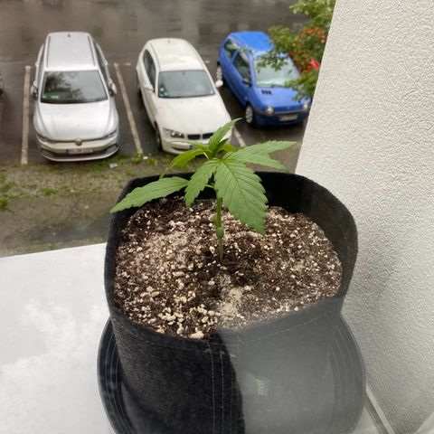 Royal Dwarf Auto growlog timeline photo
