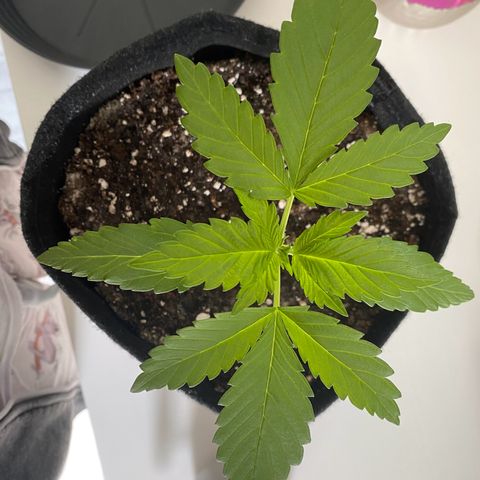 Royal Dwarf Auto growlog timeline photo