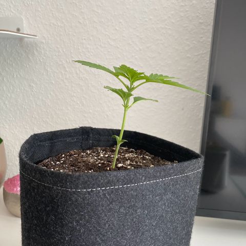 Royal Dwarf Auto growlog timeline photo