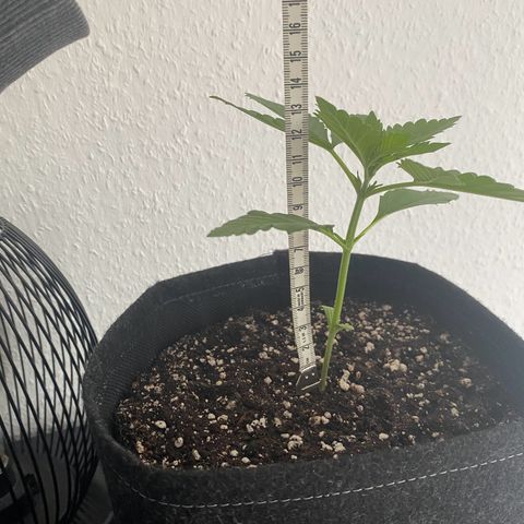 Royal Dwarf Auto growlog timeline photo