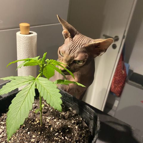 Royal Dwarf Auto growlog timeline photo