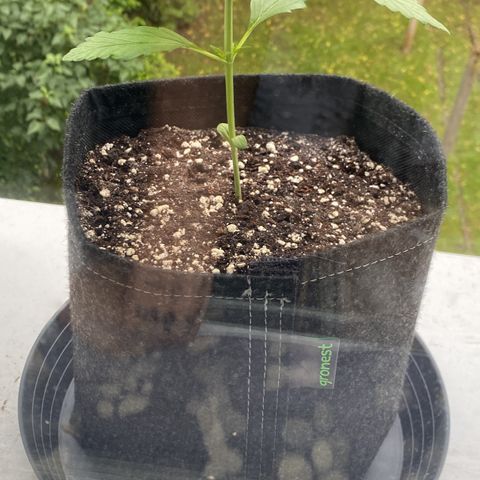 Royal Dwarf Auto growlog timeline photo
