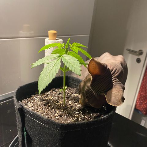 Royal Dwarf Auto growlog timeline photo