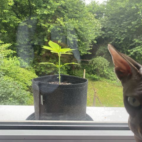 Royal Dwarf Auto growlog timeline photo