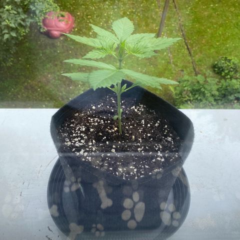 Royal Dwarf Auto growlog timeline photo