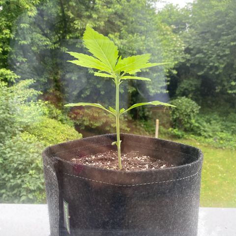 Royal Dwarf Auto growlog timeline photo