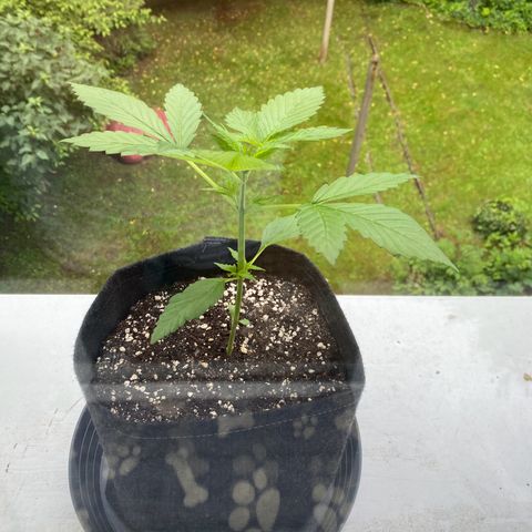 Royal Dwarf Auto growlog timeline photo