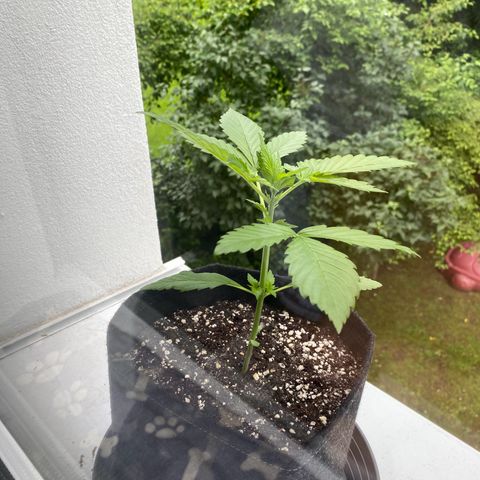Royal Dwarf Auto growlog timeline photo