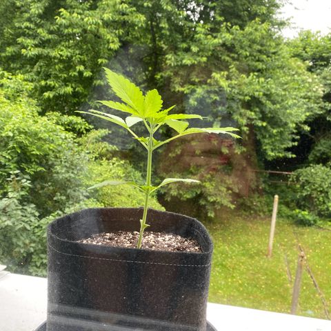 Royal Dwarf Auto growlog timeline photo