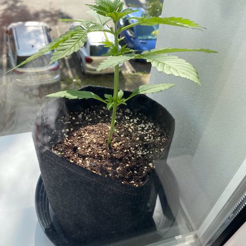 Royal Dwarf Auto growlog timeline photo
