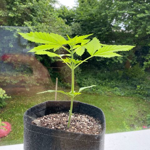 Royal Dwarf Auto growlog timeline photo