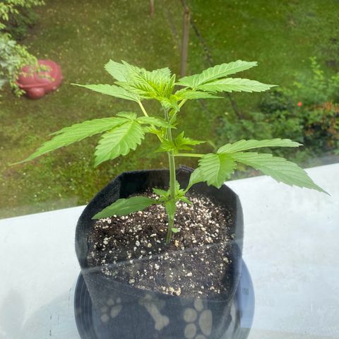 Royal Dwarf Auto growlog timeline photo