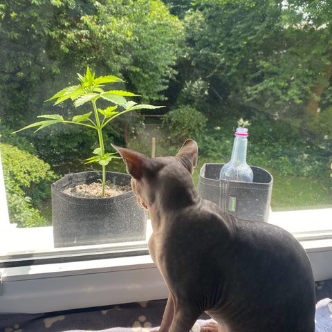 Royal Dwarf Auto growlog timeline photo