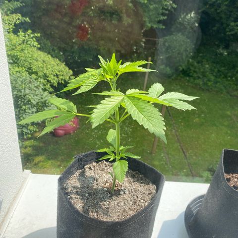 Royal Dwarf Auto growlog timeline photo